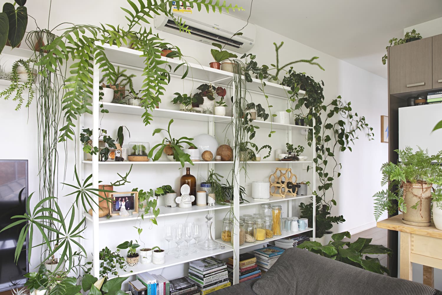 Decorazione creativa con piante d'appartamento, dal pavimento al soffitto